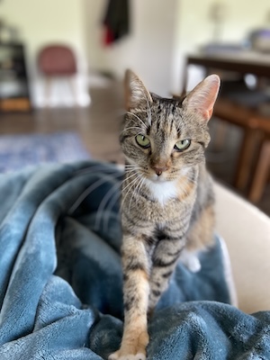 Pets 1